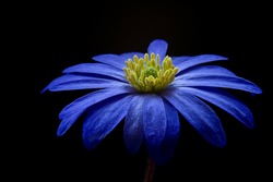 blaue blume